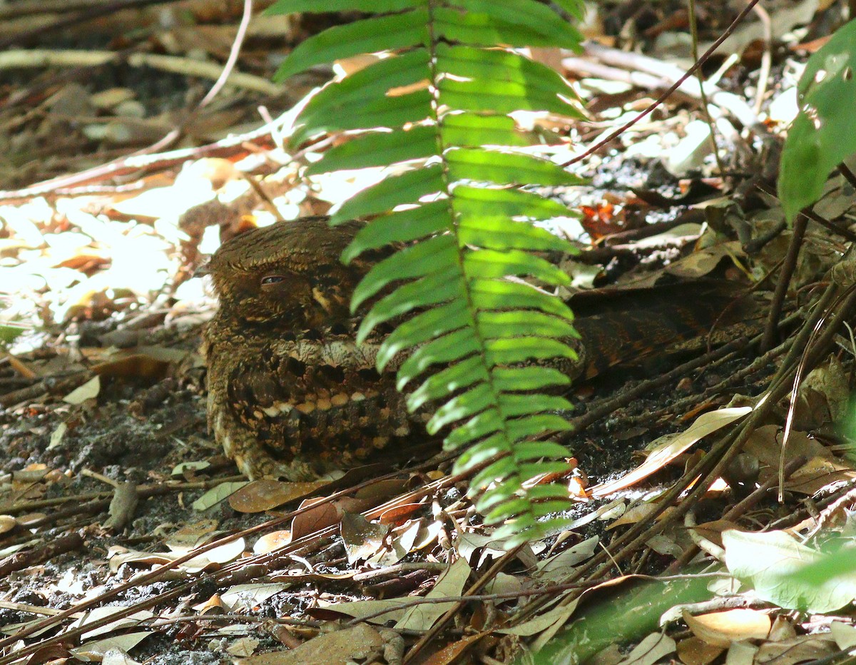 Chuck-will's-widow - ML647023601