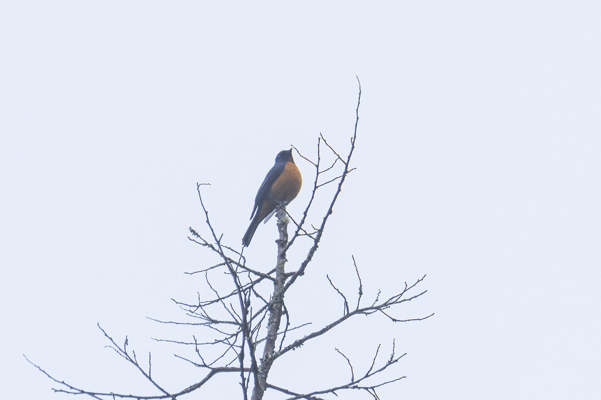 Chinese Vivid Niltava - ML647023608