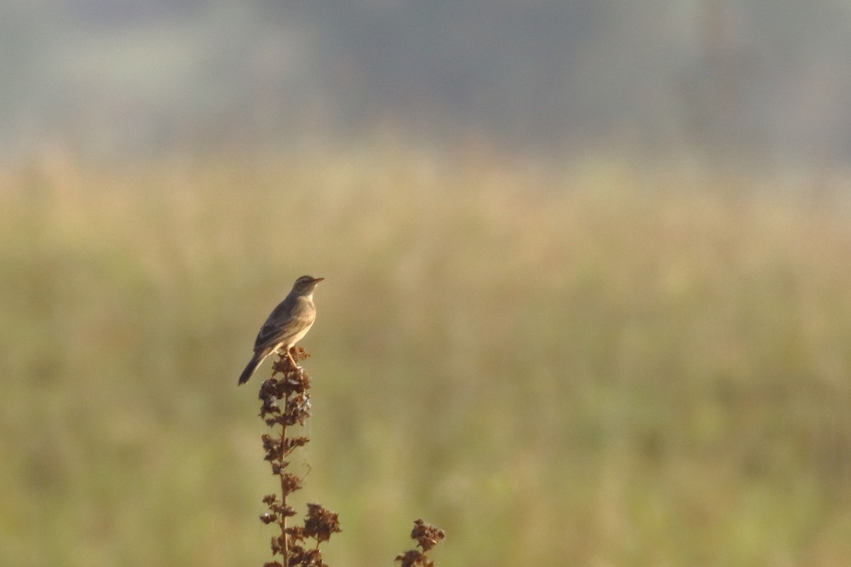 Long-billed Pipit - ML647023620