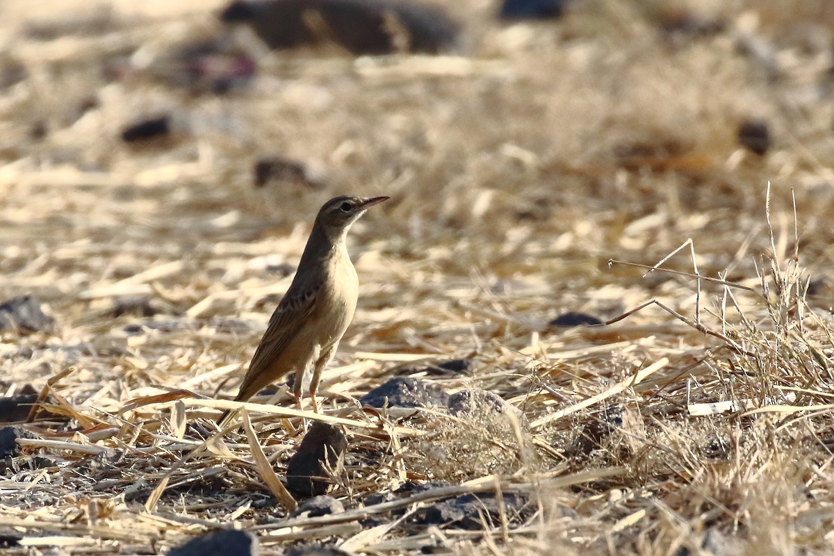 Long-billed Pipit - ML647023621