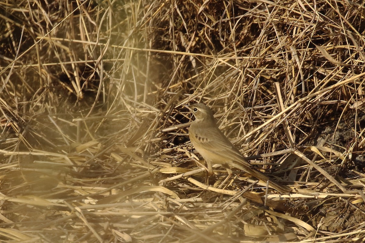 Long-billed Pipit - ML647023622