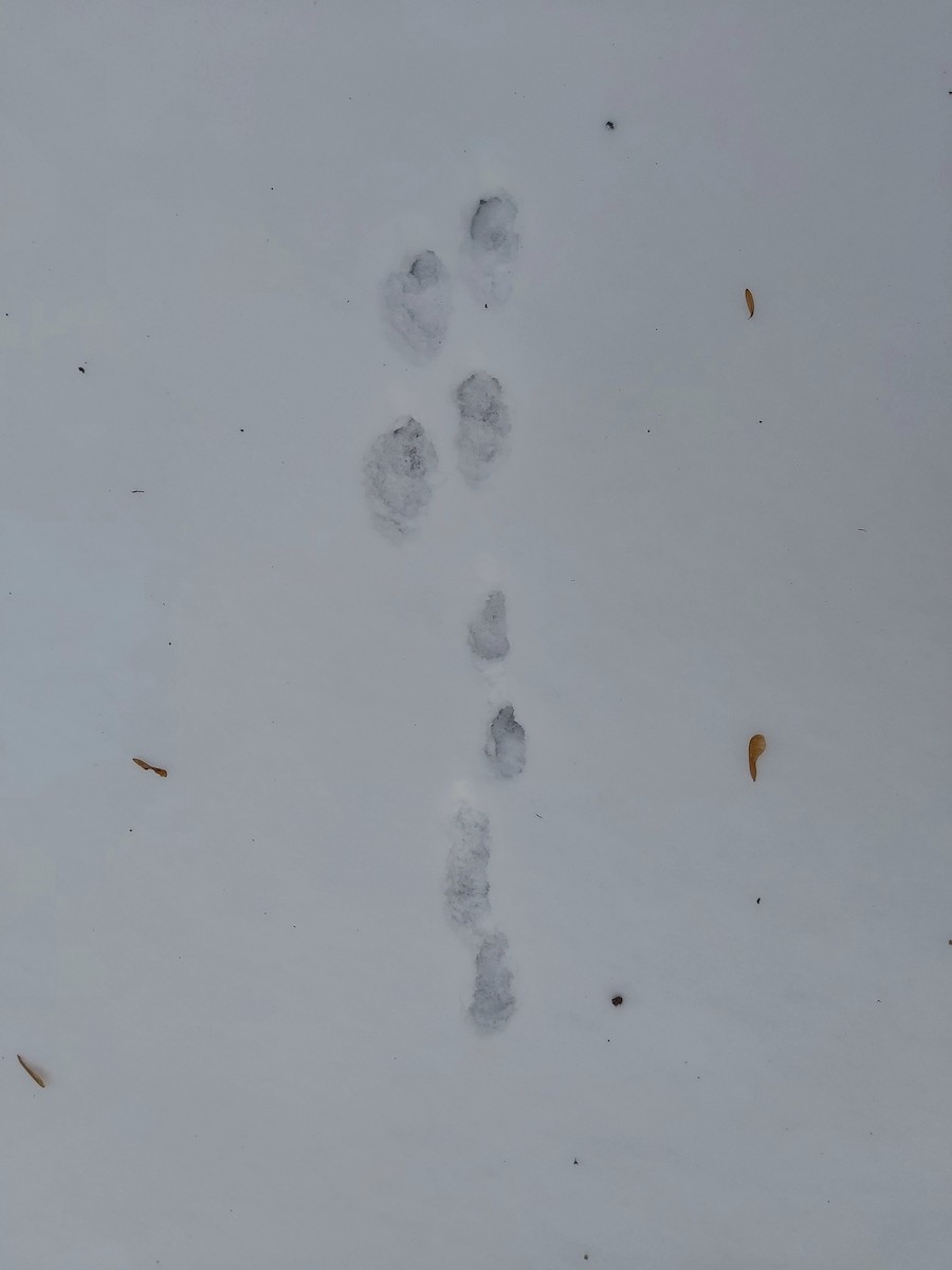 Mountain Cottontail - ML647023623