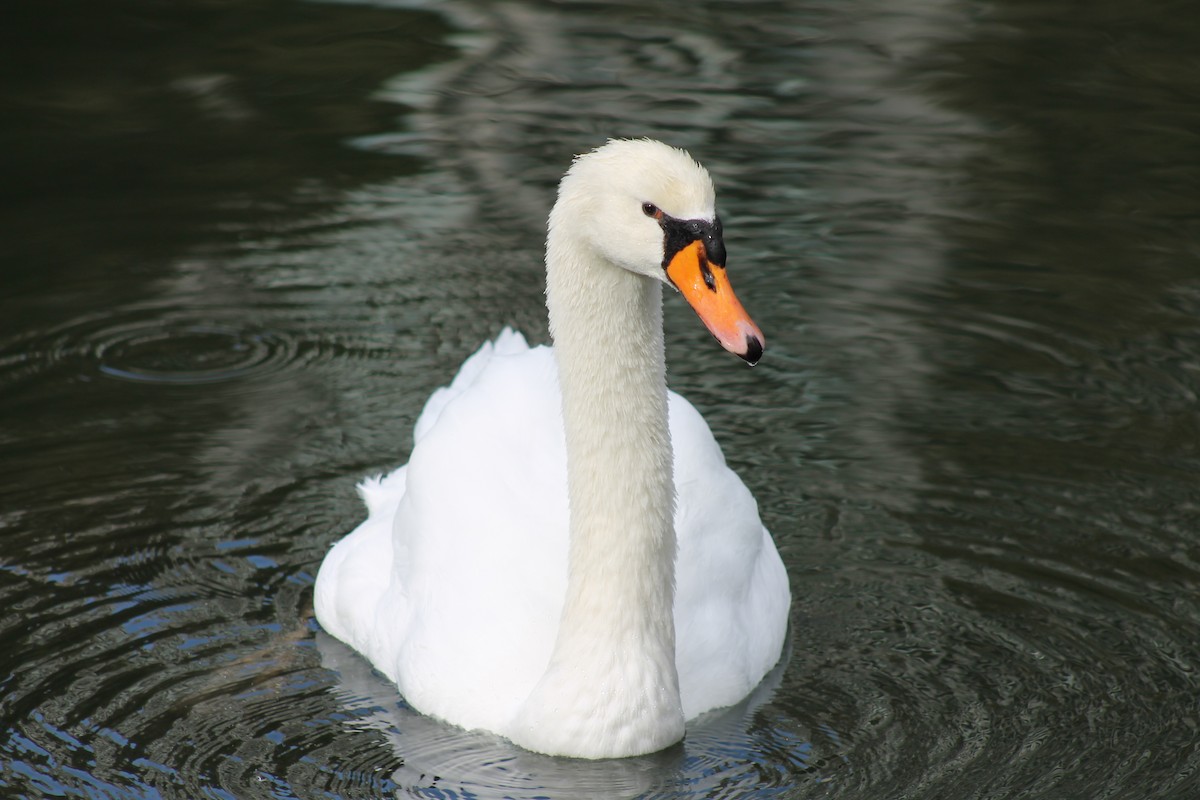 Mute Swan - ML647023627