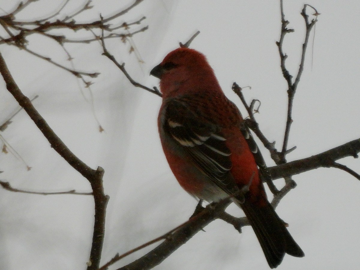 Durbec des sapins - ML647023631