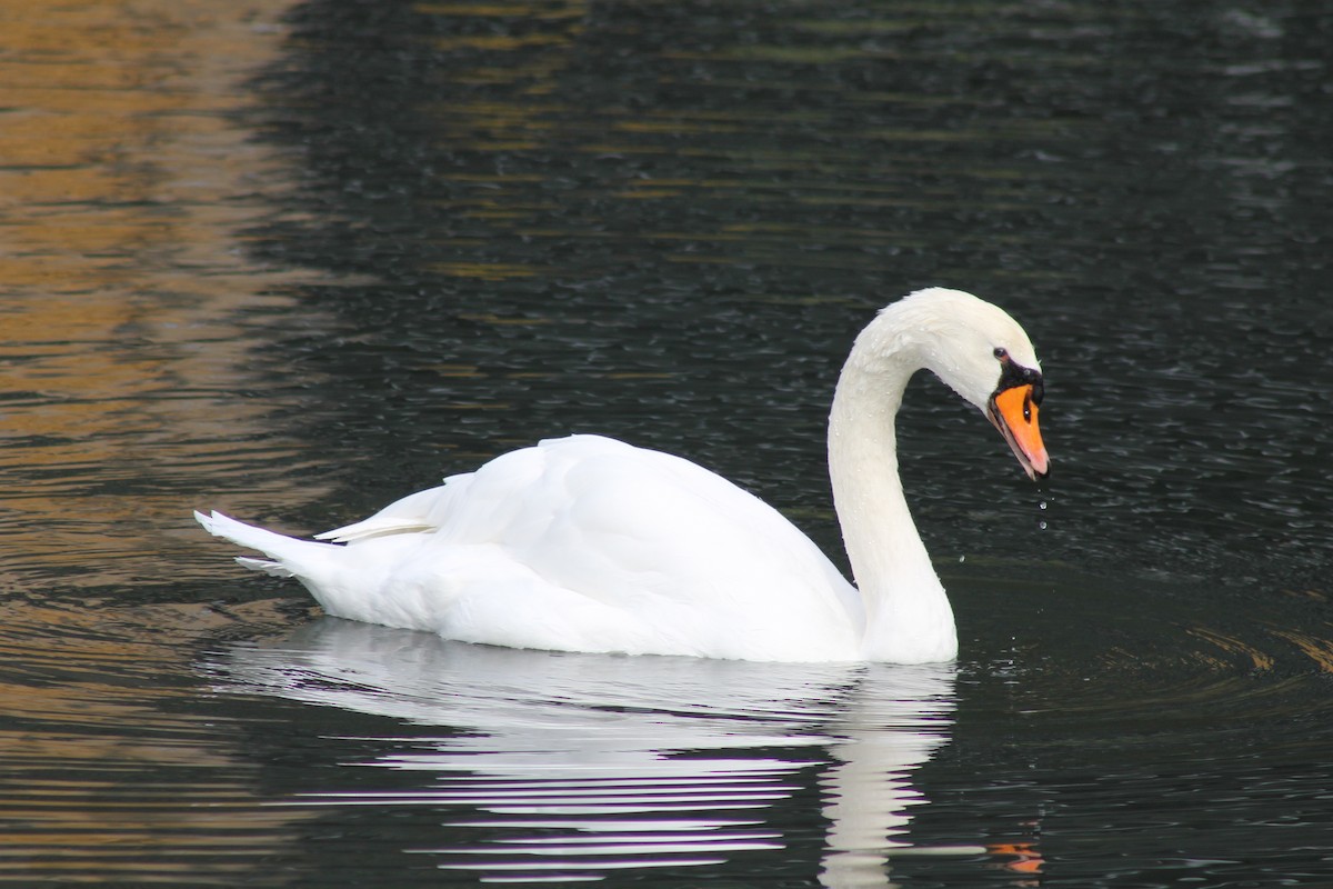 Mute Swan - ML647023632