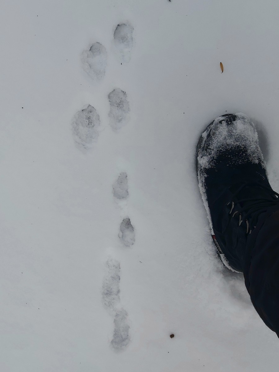 Mountain Cottontail - ML647023633