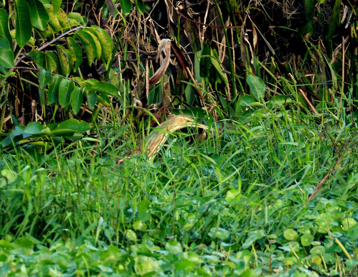 Amerika Balabanı - ML647023638