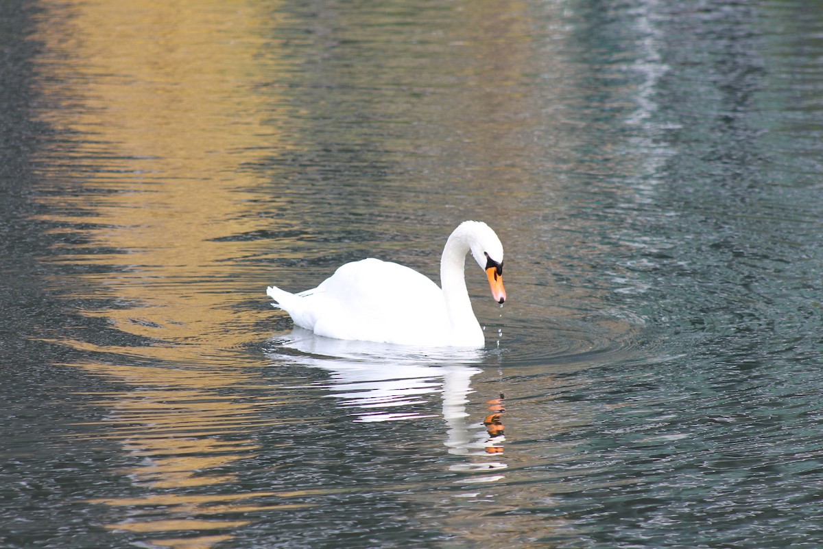 Mute Swan - ML647023639