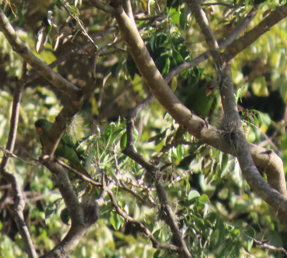 Scarlet-fronted Parakeet - ML647023645