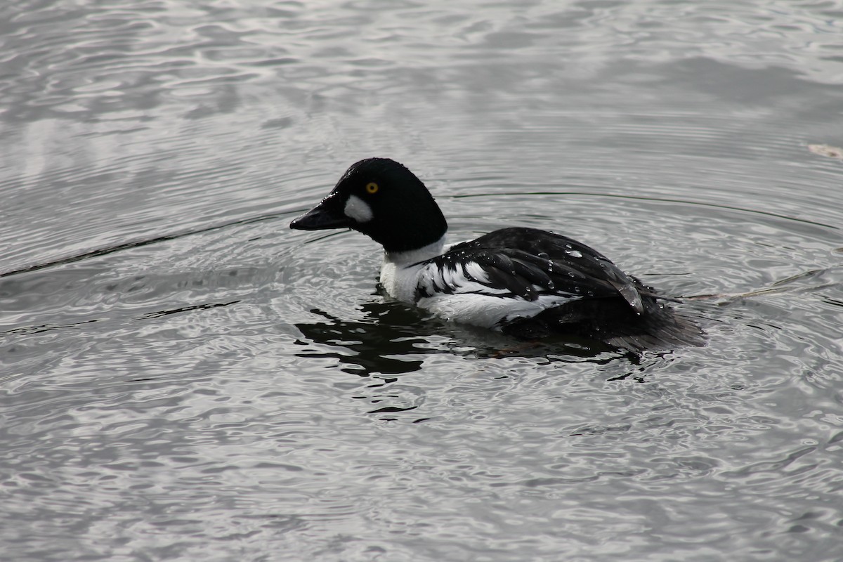 Common Goldeneye - ML647023651