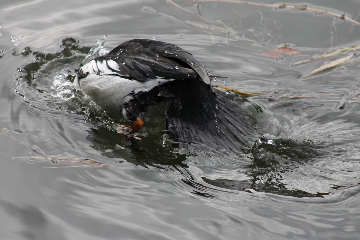 Common Goldeneye - ML647023652