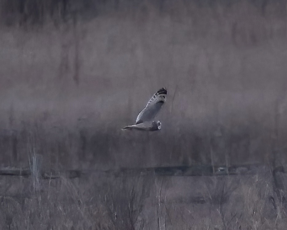 Сова болотяна - ML647023653