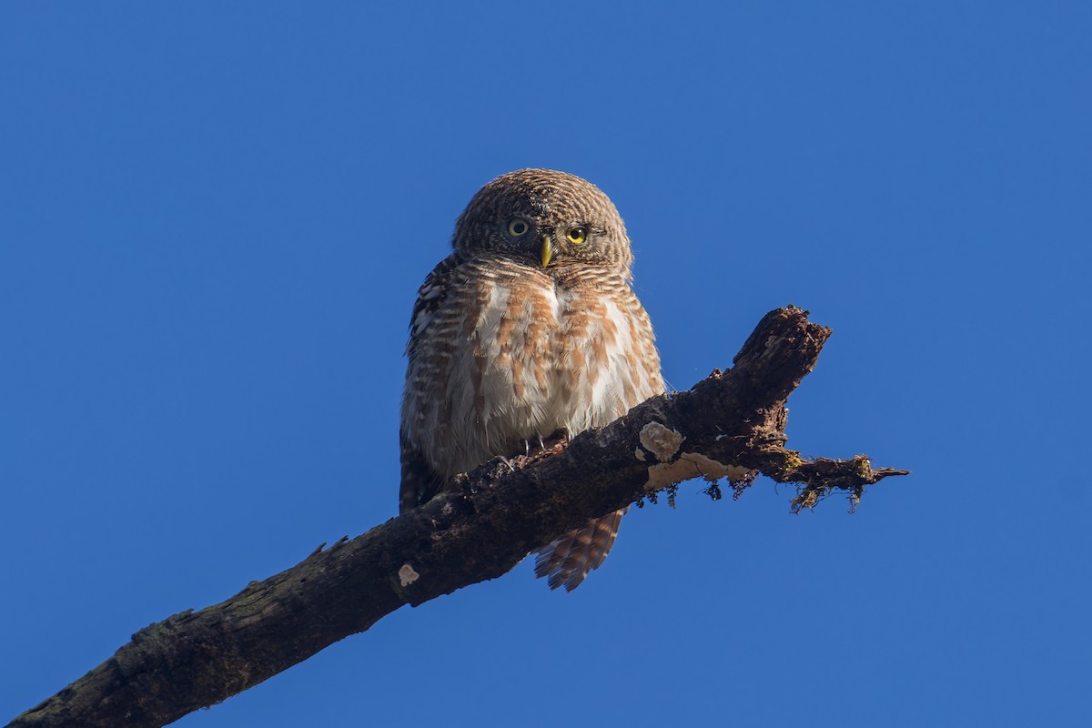 Asian Barred Owlet - ML647023654