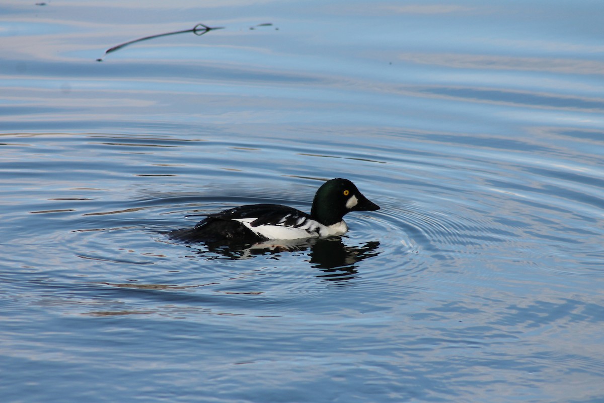Common Goldeneye - ML647023658