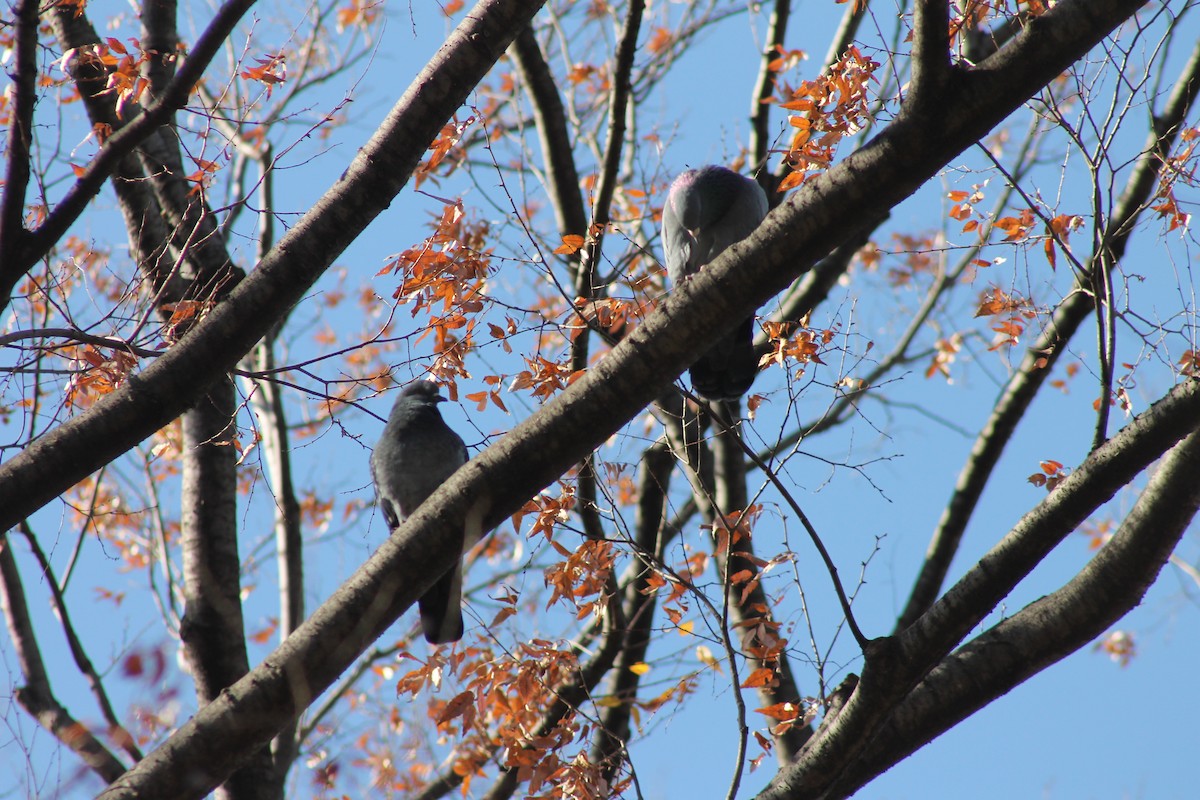 Rock Pigeon (Feral Pigeon) - ML647023660