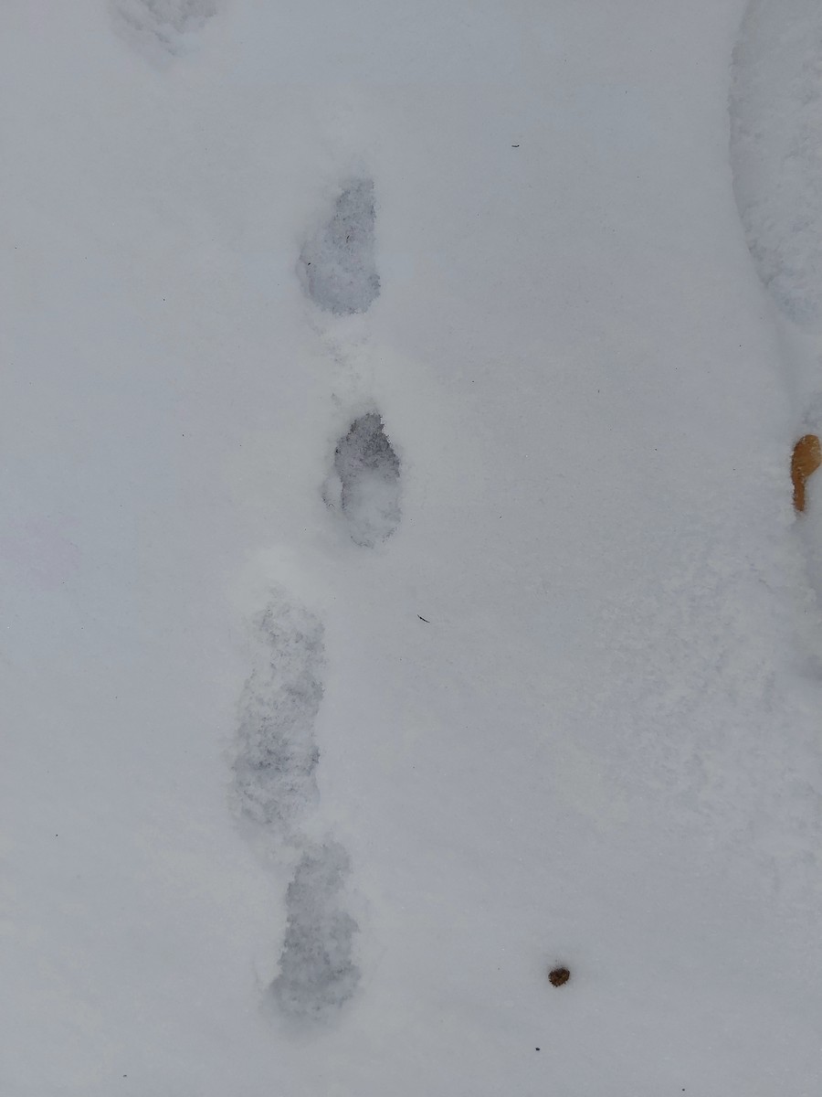 Mountain Cottontail - ML647023664