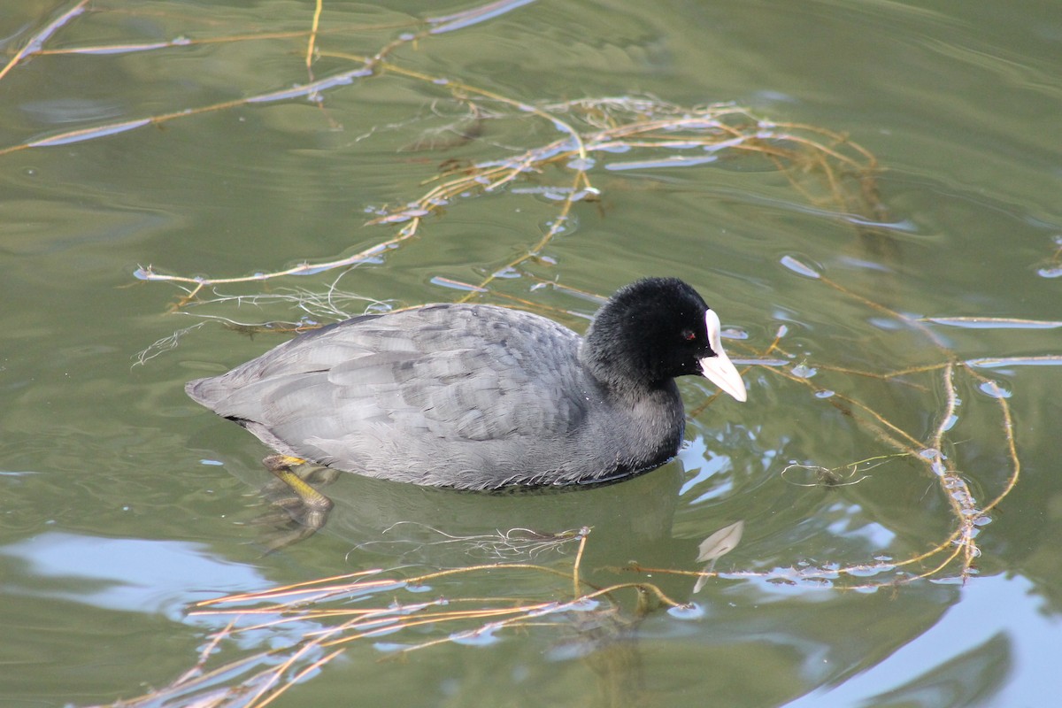 Eurasian Coot - ML647023672