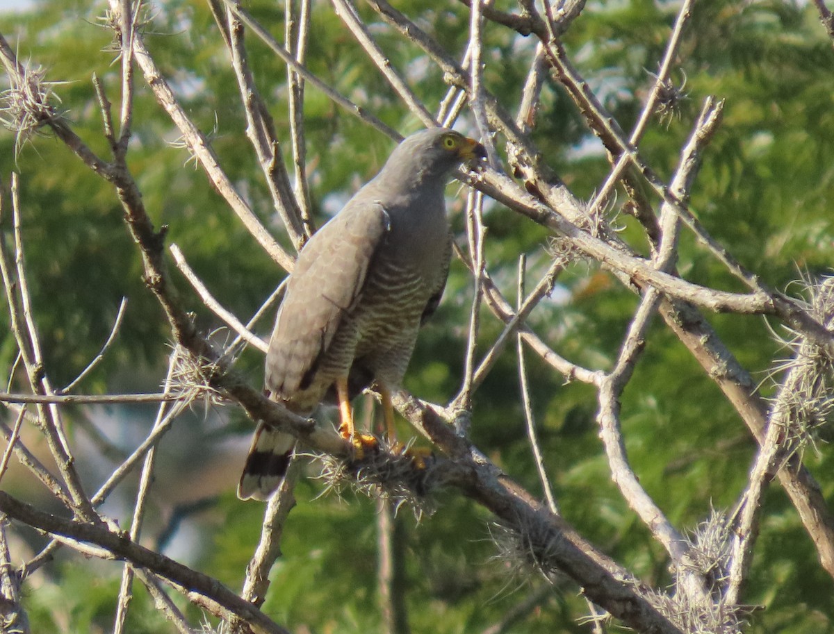 káně krahujová - ML647023675