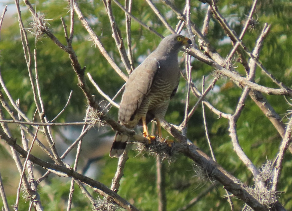 káně krahujová - ML647023676