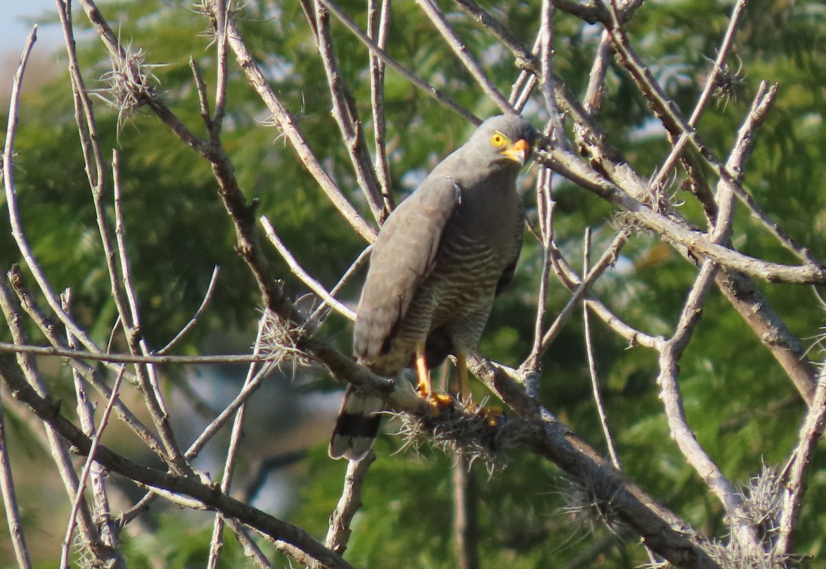 káně krahujová - ML647023677