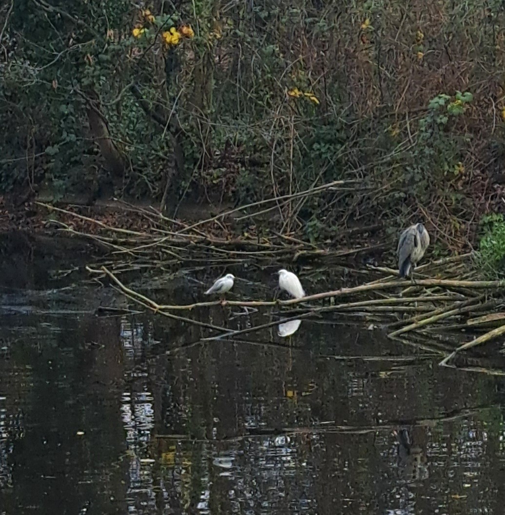 silkehegre - ML647023680