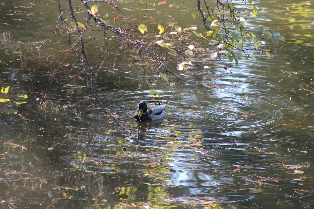 Mallard - ML647023683