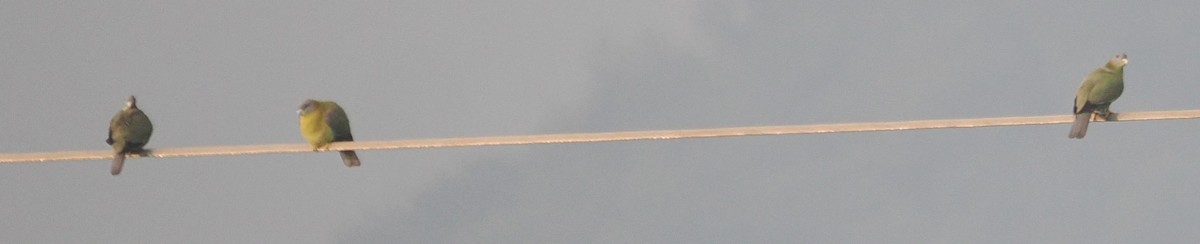 Orangegrüntaube - ML647023684