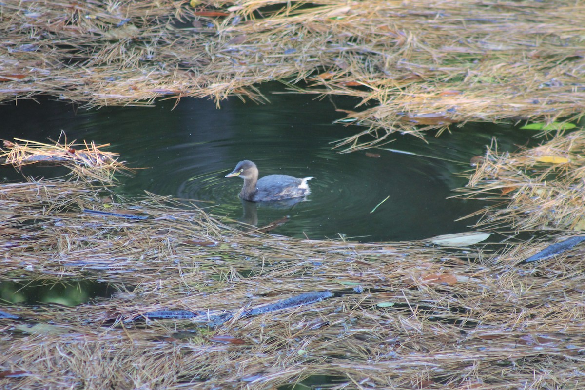 Little Grebe - ML647023685