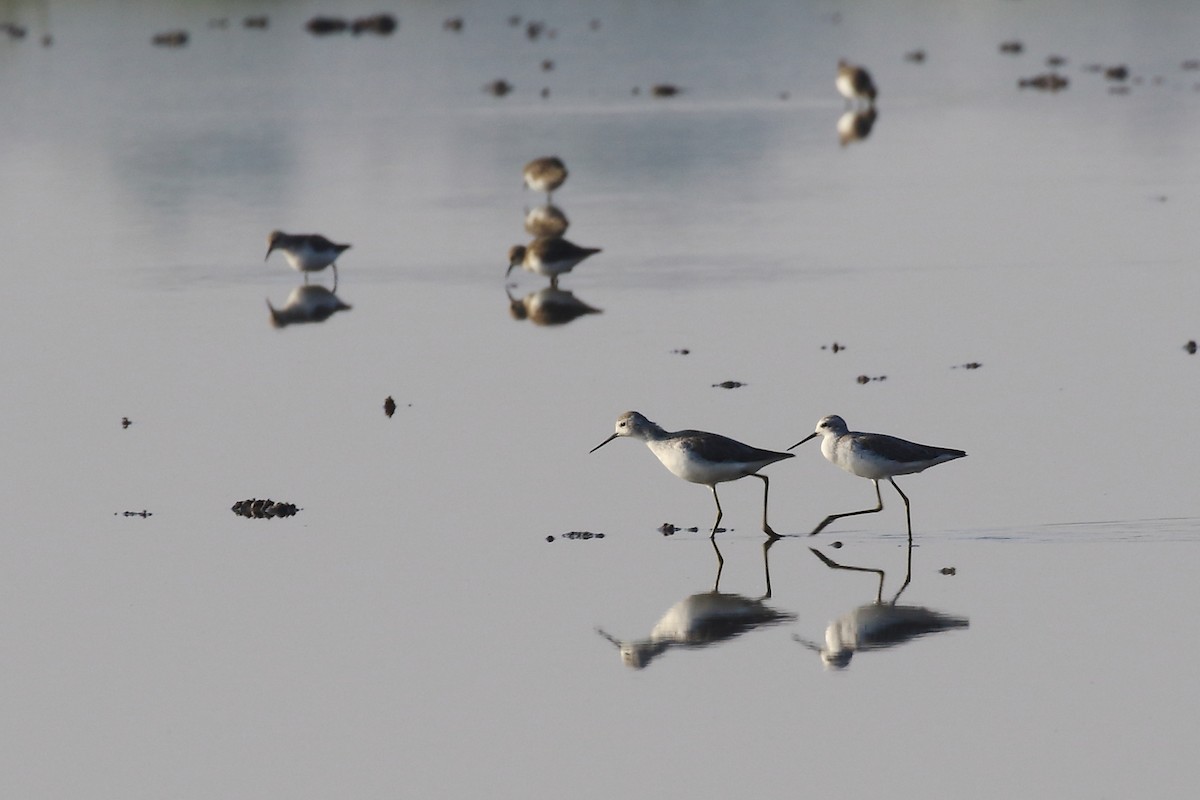 Marsh Sandpiper - ML647023687