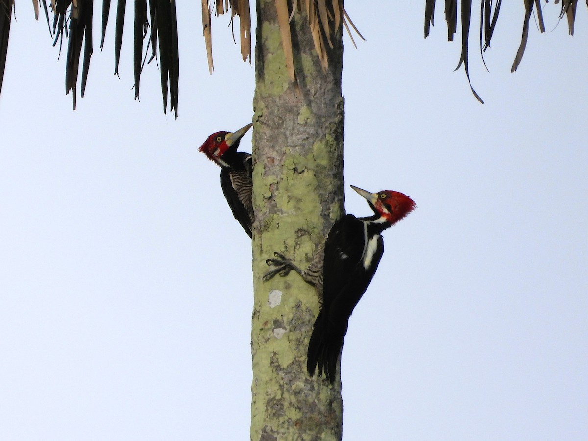 Crimson-crested Woodpecker - ML647023700