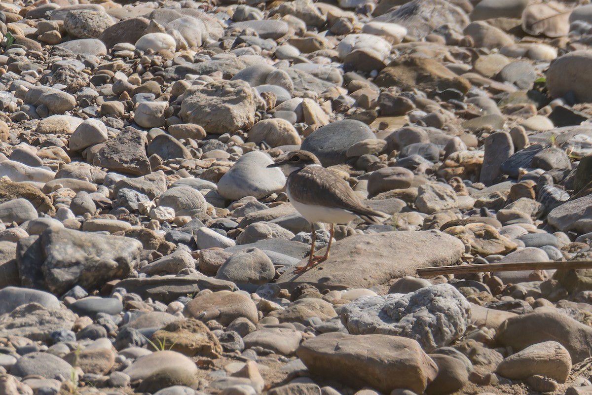 Long-billed Plover - ML647023703