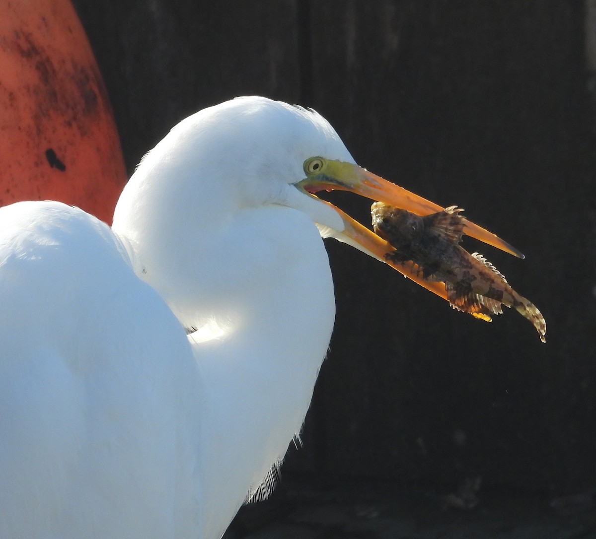 volavka bílá - ML647023705