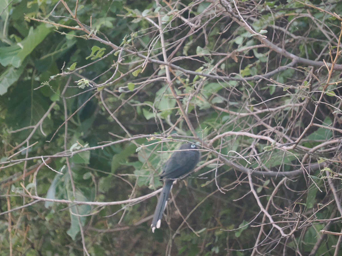 Blauringkuckuck - ML647023707