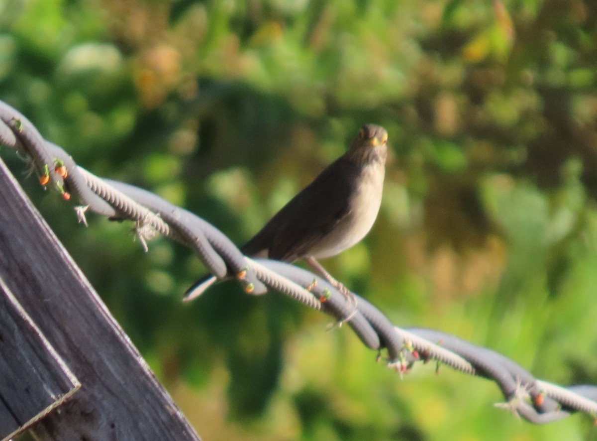 Желтоглазый дрозд - ML647023708