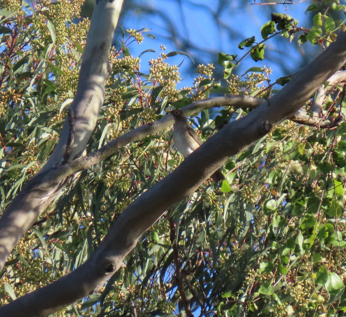 Желтоглазый дрозд - ML647023709