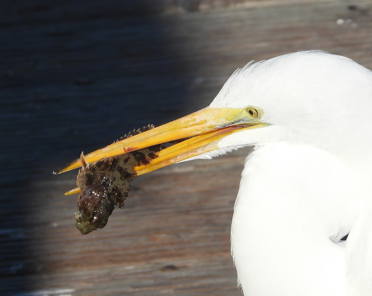 volavka bílá - ML647023713