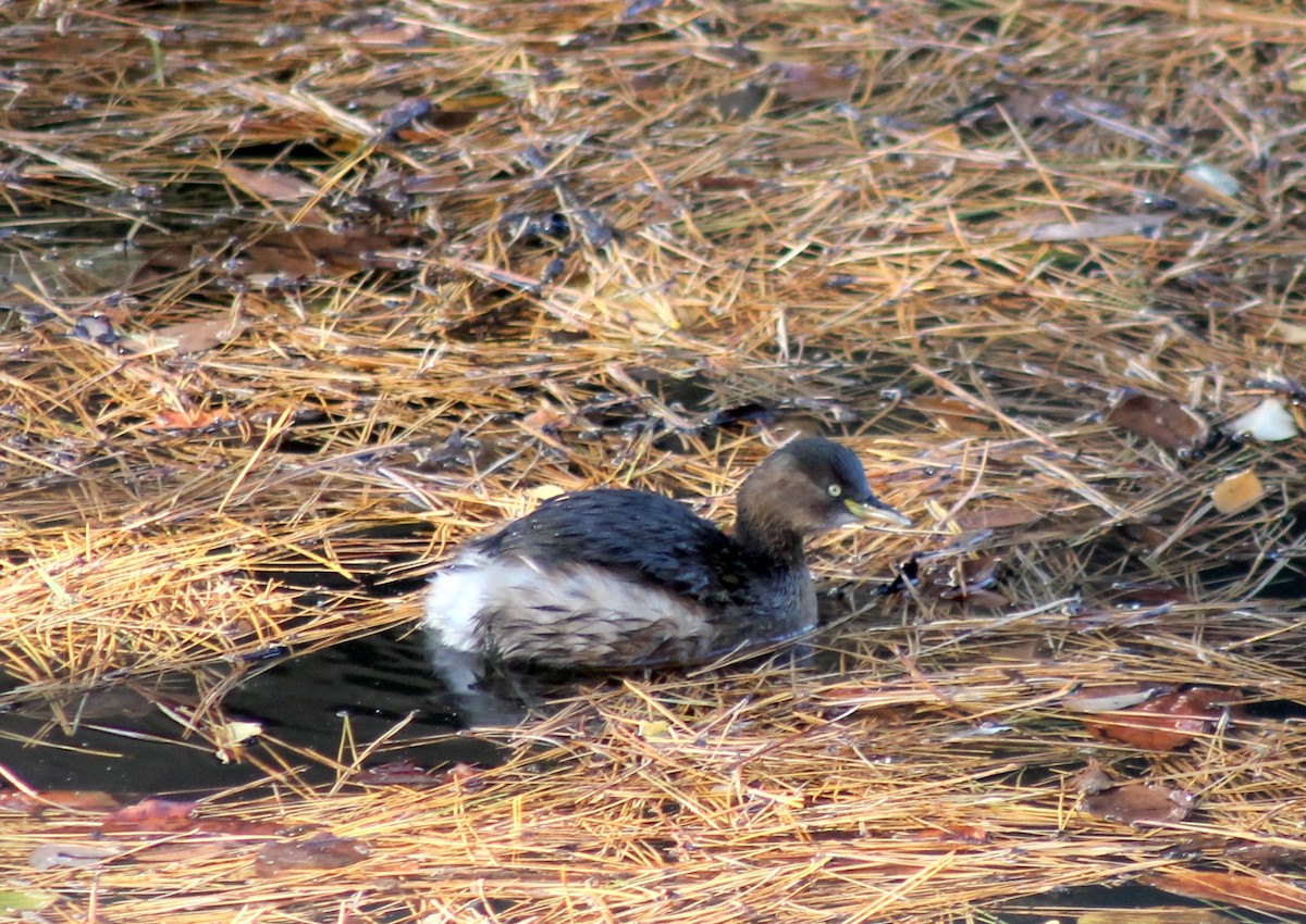 Little Grebe - ML647023733
