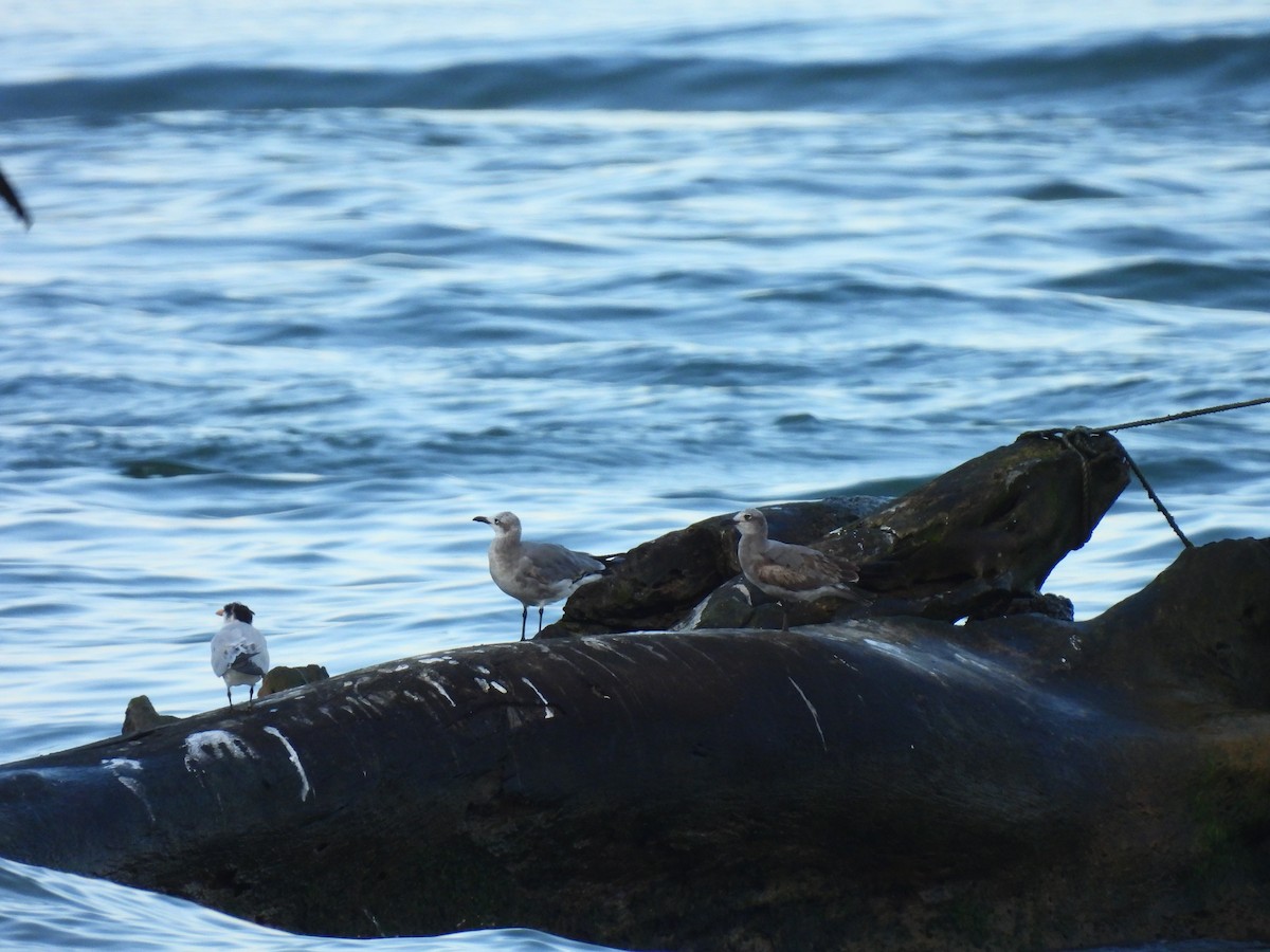 Ацтекская чайка - ML647023739