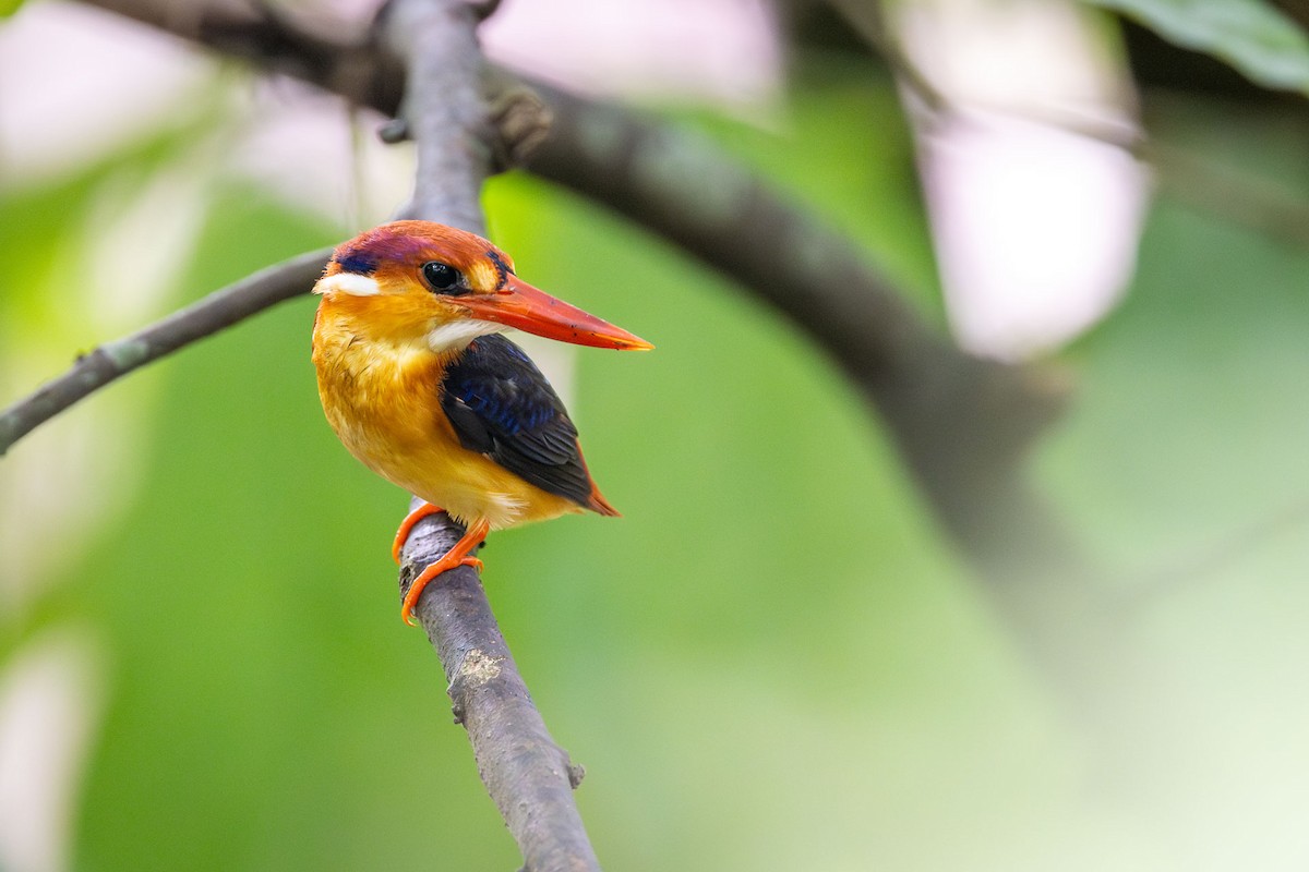 Black-backed Dwarf-Kingfisher - ML647023750