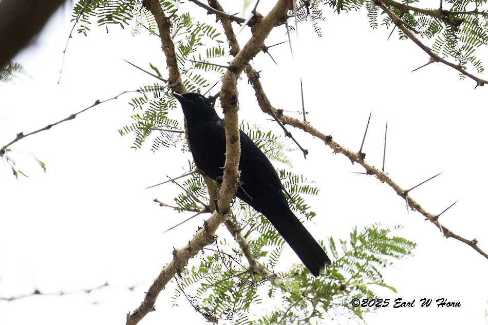 Black Cuckooshrike - ML647023752