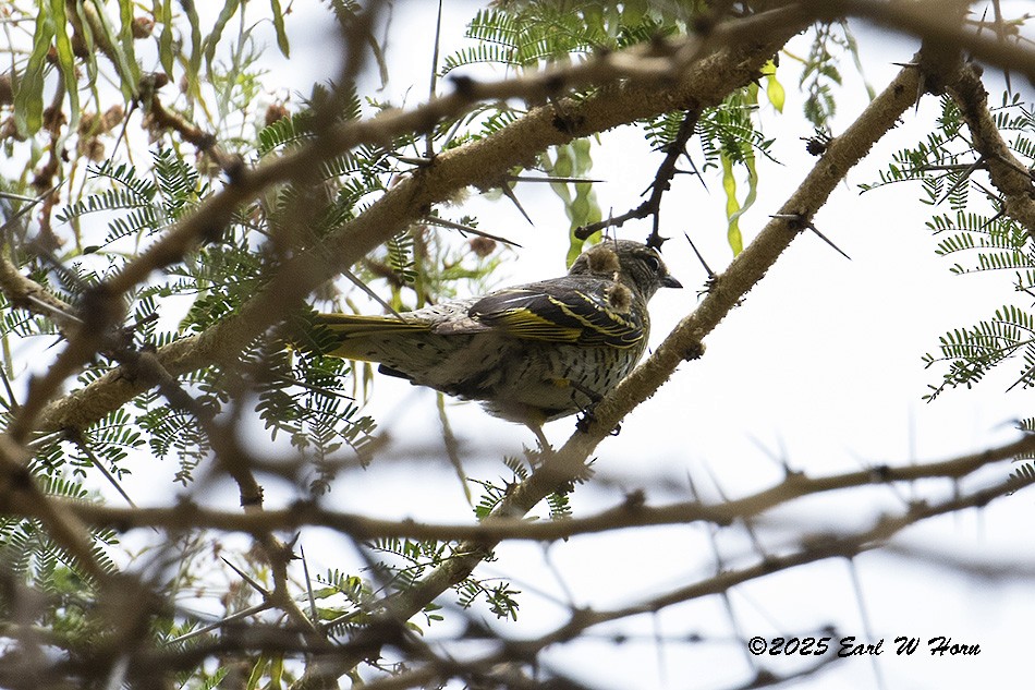 Black Cuckooshrike - ML647023753