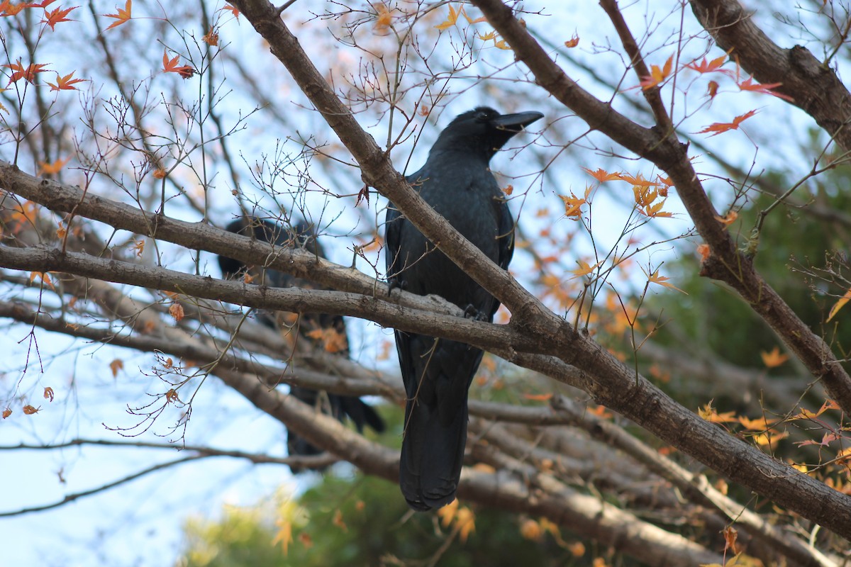 Large-billed Crow - ML647023754
