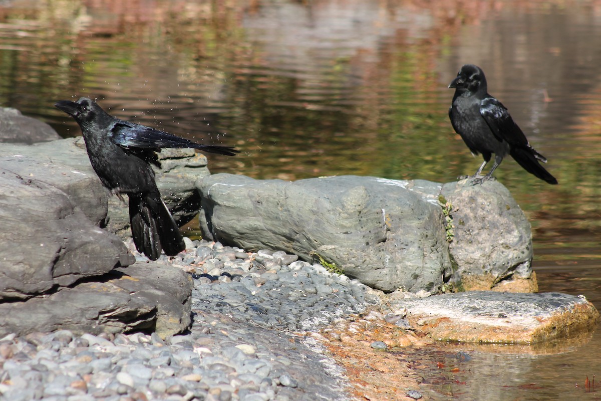 Large-billed Crow - ML647023757
