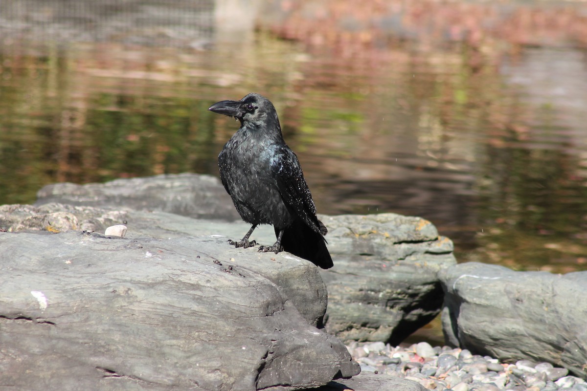 Large-billed Crow - ML647023763