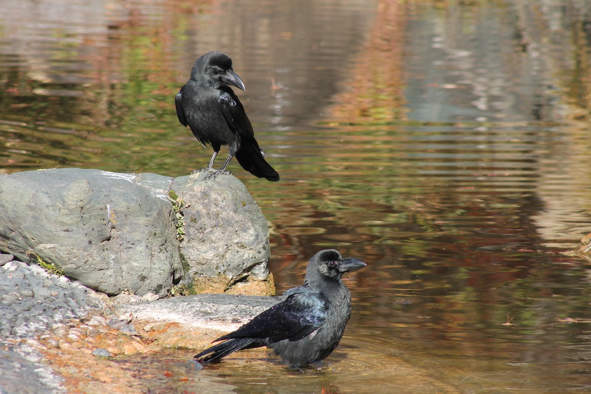 Large-billed Crow - ML647023764