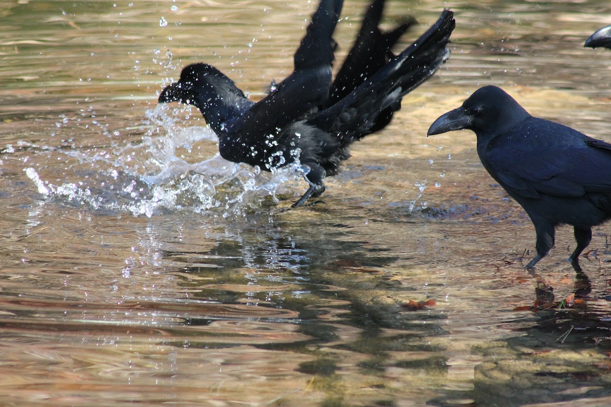 Large-billed Crow - ML647023767
