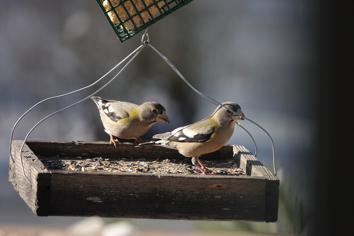 キビタイシメ - ML647023772