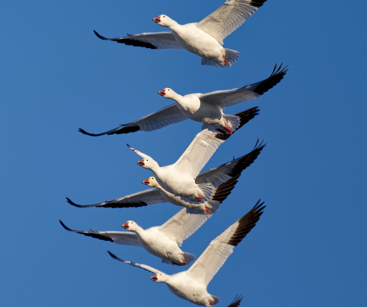 husa sněžní - ML647023776