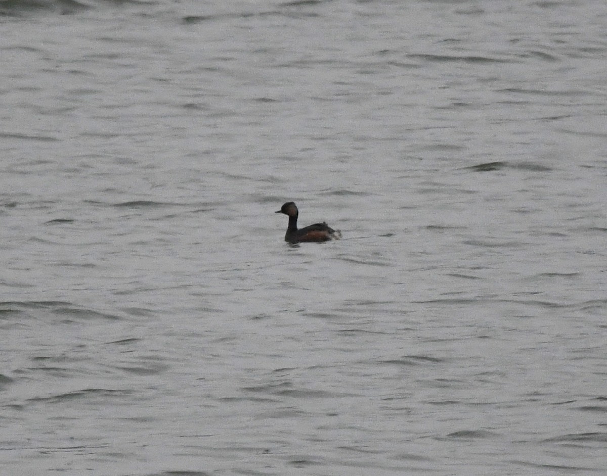 Eared Grebe - ML647023780