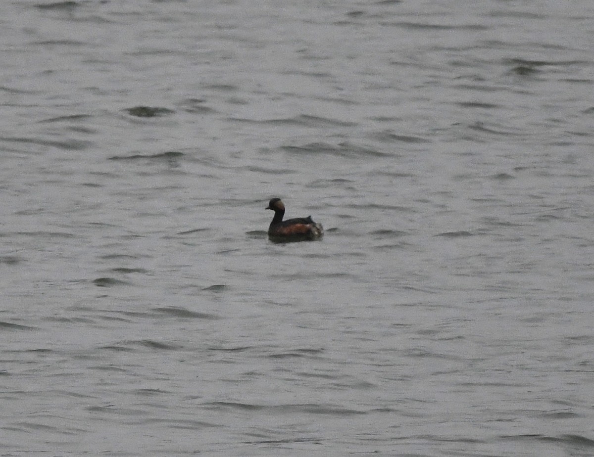 Eared Grebe - ML647023781